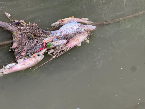 Dead fish are shown on a stretch of the Chattahoochee River near the city of Atlanta on Friday, May 22, 2026.
