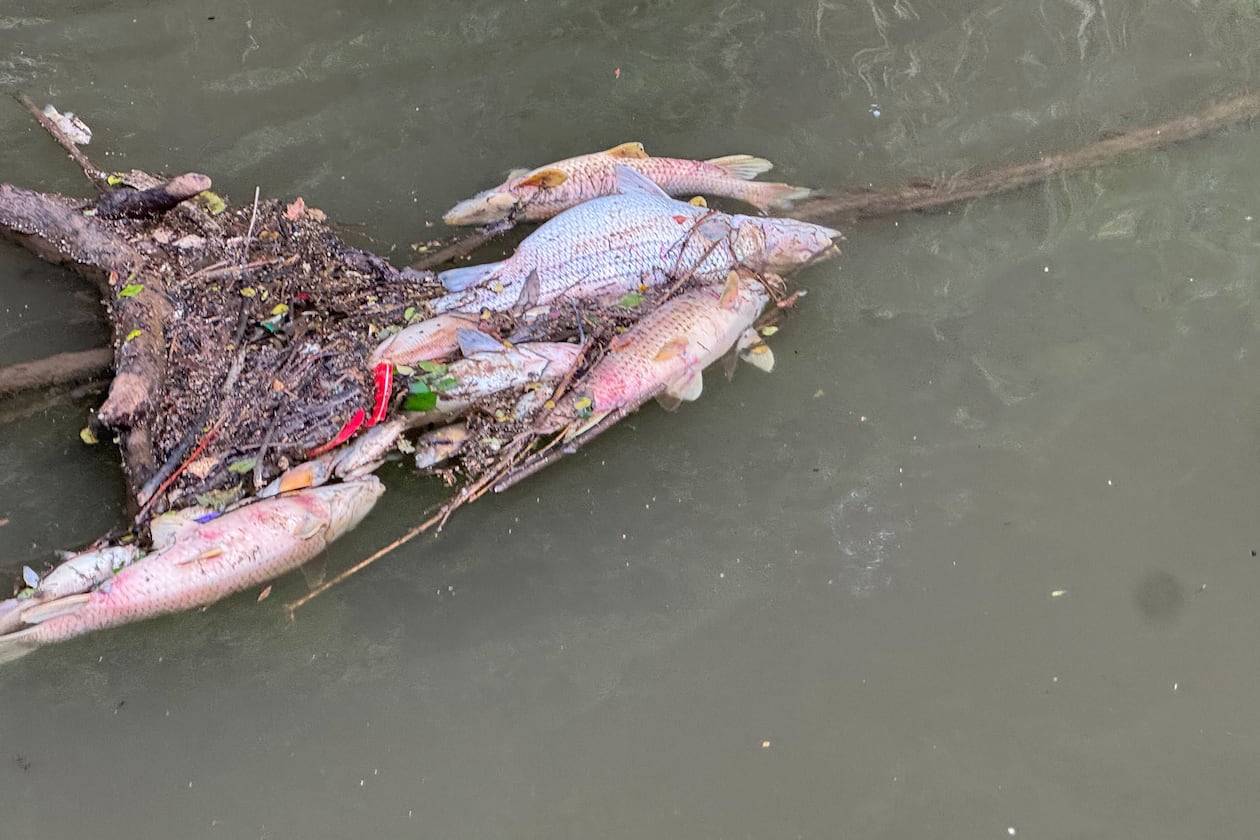 Dead fish line a stretch of the Chattahoochee River near the city of Atlanta on Friday, May 22, 2026. (Courtesy of Chattahoochee Riverkeeper)