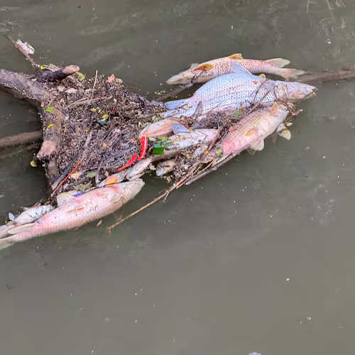 Dead fish line a stretch of the Chattahoochee River near the city of Atlanta on Friday, May 22, 2026. (Courtesy of Chattahoochee Riverkeeper)