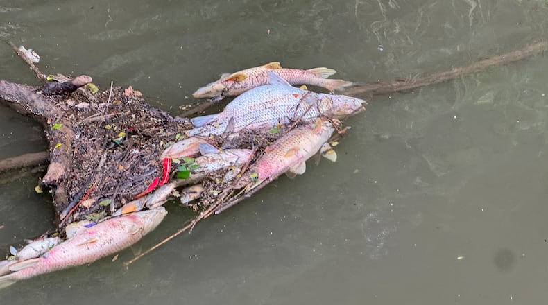 Dead fish line a stretch of the Chattahoochee River near the city of Atlanta on Friday, May 22, 2026. (Courtesy of Chattahoochee Riverkeeper)