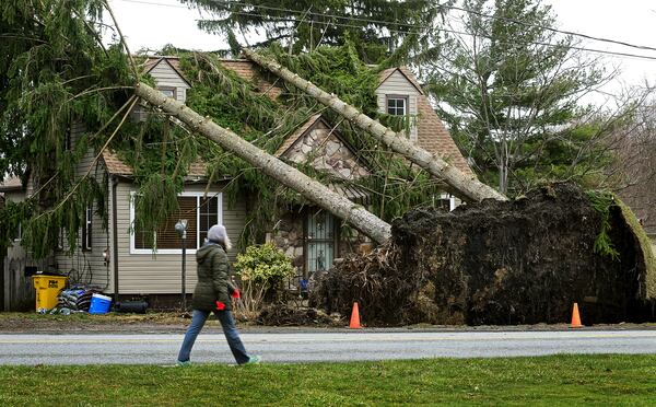 Strong winds knock down a group of pine trees in Richland Township, Pa. Monday, March 17, 2025, during a severe thunderstorm that swept through the region Sunday. (Thomas Slusser/The Tribune-Democrat via AP)
