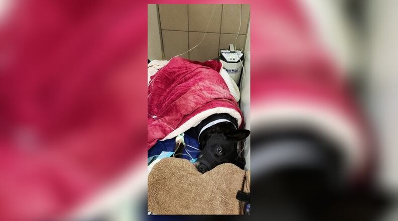 A DeKalb County police dog who was shot  Tuesday afternoon is recovering after undergoing surgery at a Sandy Springs animal hospital, police said.