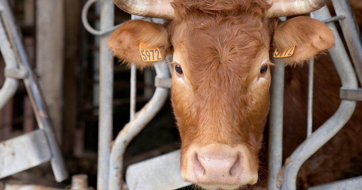 EU lawmakers vote to ban labels like steak or meat on vegetarian products