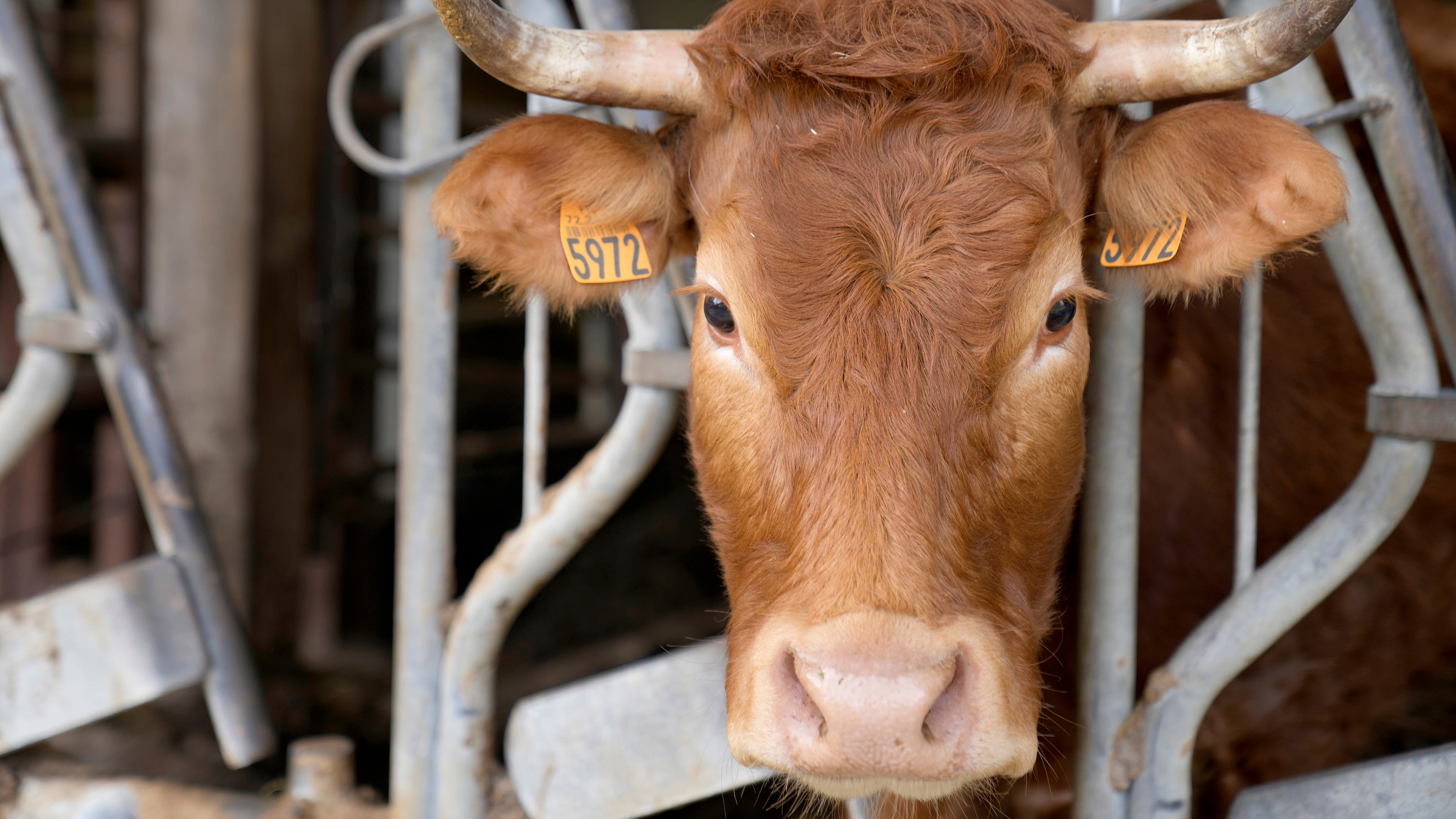 FILE - A cow looks out from a barn on a farm in Chemire-Le-Gaudin, western France, March 18, 2022. (AP Photo/Francois Mori, File)