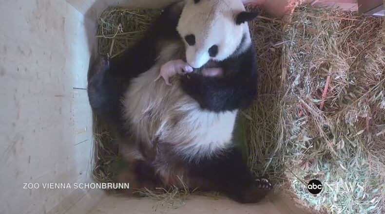 Panda gives birth to twins