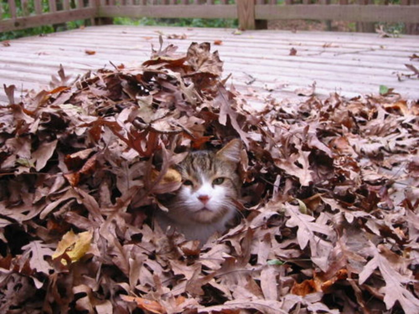 Cats Rule: Check out Sneaky Cats in Action