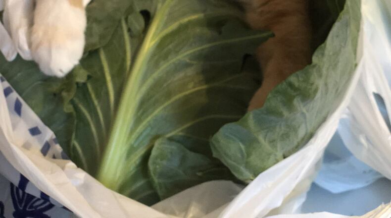“We had just come home from Dillard where we stopped at Osage Farms. There, we had purchased three large cabbages and other produce. While we were putting away the other produce, my daughter happened to turn around and our fur-baby, Sebastian, was partially in the bag on top of the cabbage. We wanted to share,” wrote The Garner Gang of Lithonia.