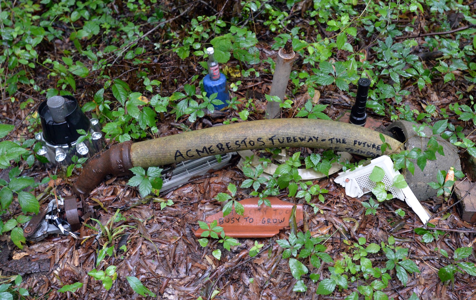 Doll's-Head Trail