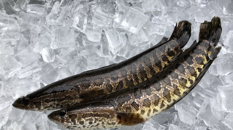 The northern snakehead, an invasive fish species that can breathe air and walk on land, was found in a Gwinnett County pond.