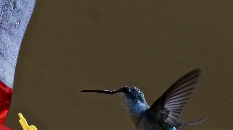 Steve Pearson submitted this photo of a hummingbird in Decatur.