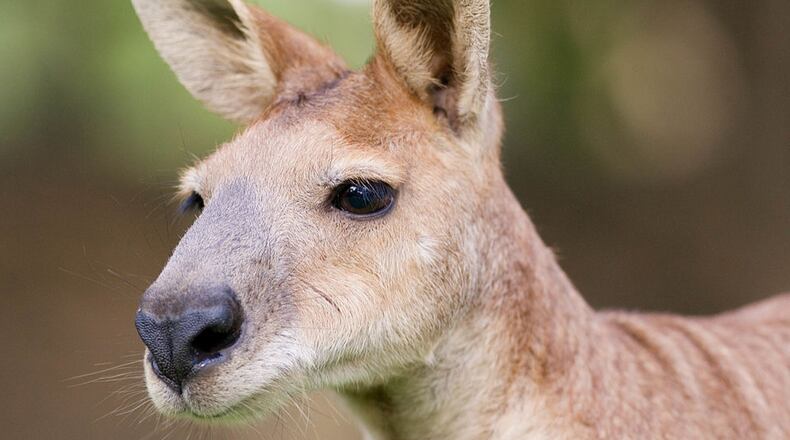 a kangaroo, like the one pictured above, attacked a 9-year-old girl at Harmony Park Safari in Huntsville, Alabama. The girl needed stitches and is recovering from the traumatizing encounter.