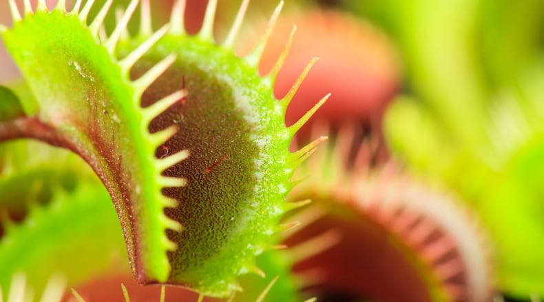 Carnivorous plants don t care for people, but they love winged insects if they venture close by. (Dreamstime)