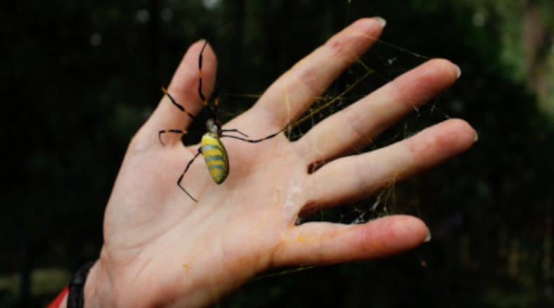 The East Asia native spider, the Joro, was first identified in Georgia in 2014 by Rick Hoebeke, Georgia Museum of Natural History collections manager.