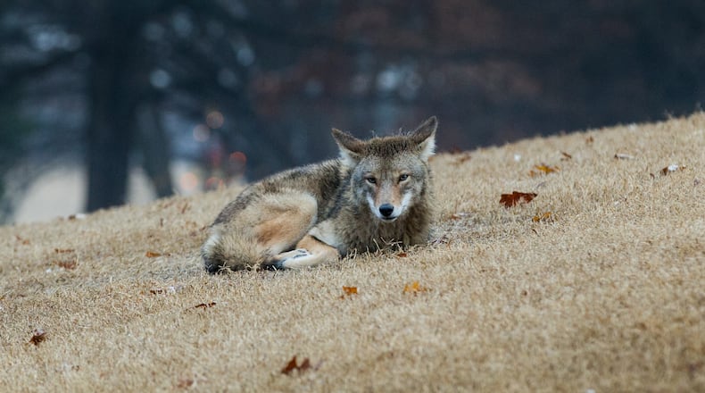 A wild coyote sits on a hill in Piedmont Park on Tuesday. BRANDEN CAMP/SPECIAL