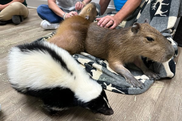A skunk crawls by a capybara at he Capybara Cafe in St. Augustine, Fla., March 14, 2025. (AP Photo/Mike Schneider)
