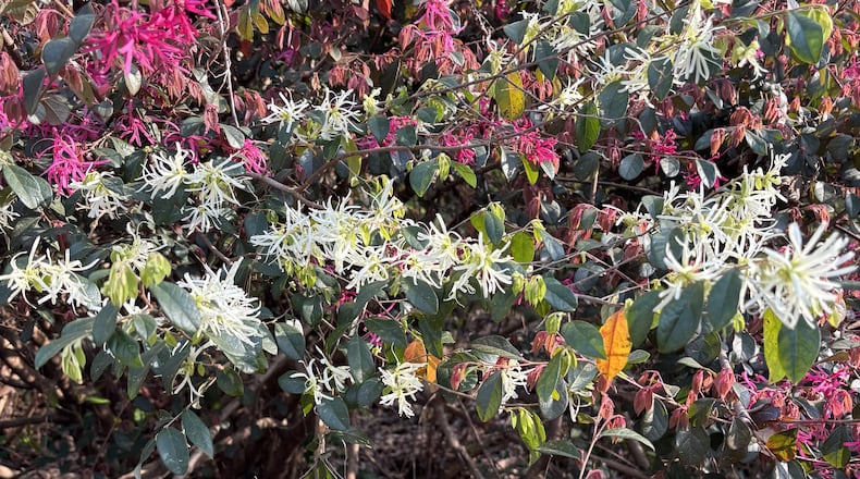 The pink loropetalum originated in China from a normally white-blooming loropetalum. (Courtesy of Walter Reeves)