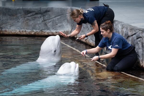 Zephyr (left) and Balor in their new home. (Ben Gray/AJC)