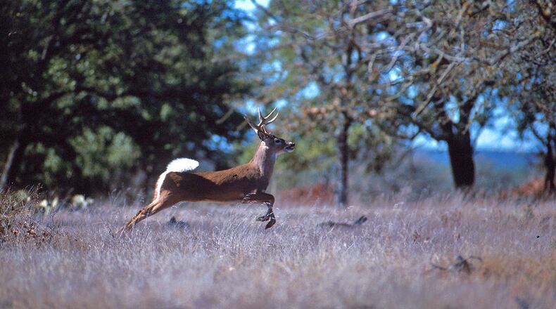 A white-tailed deer can reach maximum speeds of 35-40 mph, according to most estimates. The fastest human runner may reach a speed of 27 mph. (Courtesy of Scott Bauer/Agricultural Research Service)