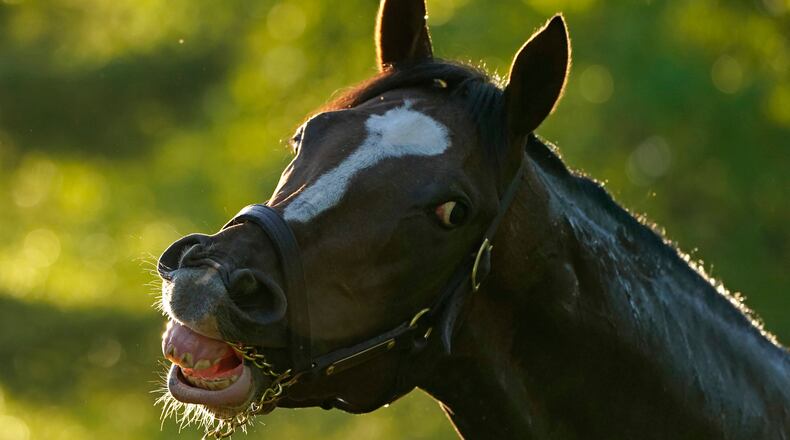 Kentucky Derby hopeful Hot Rod Charlie waits to get a bath after a workout at Churchill Downs Tuesday, April 27, 2021, in Louisville, Ky. The 147th running of the Kentucky Derby is scheduled for Saturday, May 1. (Charlie Riedel/AP)