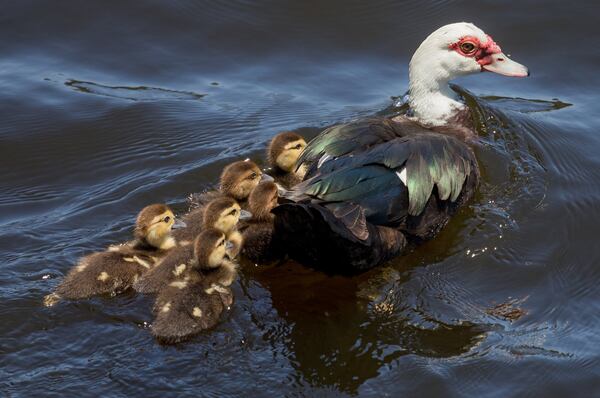 A Muscovy duck and her ducklings swim along the the C-15 in Delray Beach, Florida, May 8, 2018. (Greg Lovett / The Palm Beach Post)