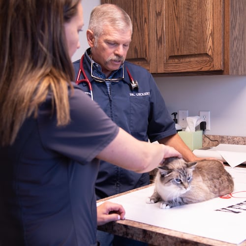 This photo provided by the Texas Veterinary Medical Association shows veterinarian Russell Ueckert treating a cat at his clinic in Abilene, Texas, in August 2019. (Abel Amendare/Texas Veterinary Medical Association via AP)