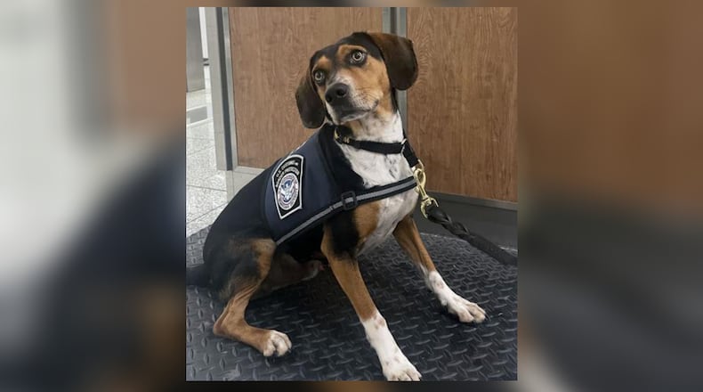 A rescued beagle and the latest addition to CBP's Beagle Brigade successfully identified and helped seize a substantial amount of prohibited food items at Hartsfield-Jackson Atlanta International Airport.