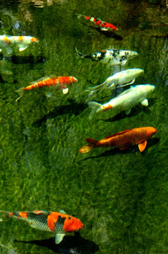 Atlanta Koi Club auction this weekend