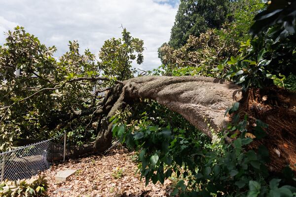 A fallen magnolia tree behind a TJ Maxx on Ponce de Leon Ave. was removed Monday.  (Estela Muñoz/AJC)