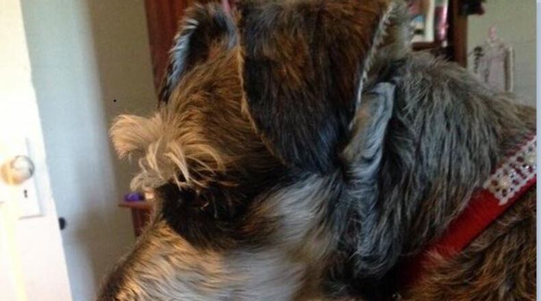 Bowser, Carly Sharec’s dog, was rescued from a dog attack by the mayor of Dawsonville. (Credit: Channel 2 Action News)