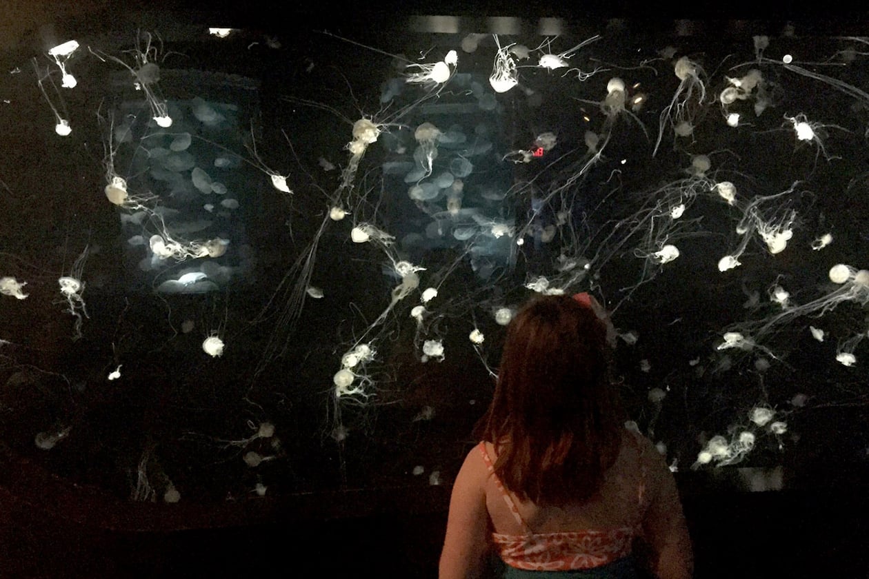 The Tennessee Aquarium is housed in two buildings that feature river and ocean exhibits, including this display of jellyfish. (Valerie Schremp Hahn/St. Louis Post-Dispatch/TNS)