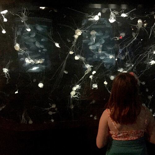 The Tennessee Aquarium is housed in two buildings that feature river and ocean exhibits, including this display of jellyfish. (Valerie Schremp Hahn/St. Louis Post-Dispatch/TNS)