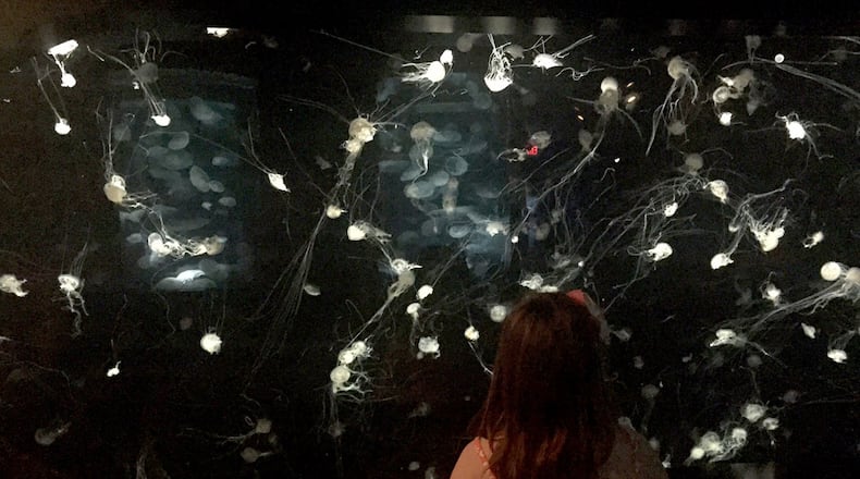 The Tennessee Aquarium is housed in two buildings that feature river and ocean exhibits, including this display of jellyfish. (Valerie Schremp Hahn/St. Louis Post-Dispatch/TNS)