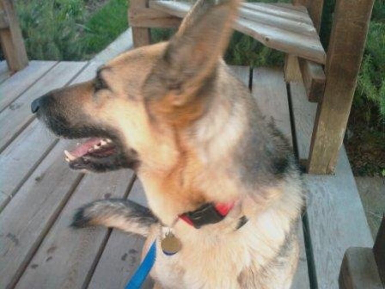 Atlanta's Top Dogs: 3. German Shepherds