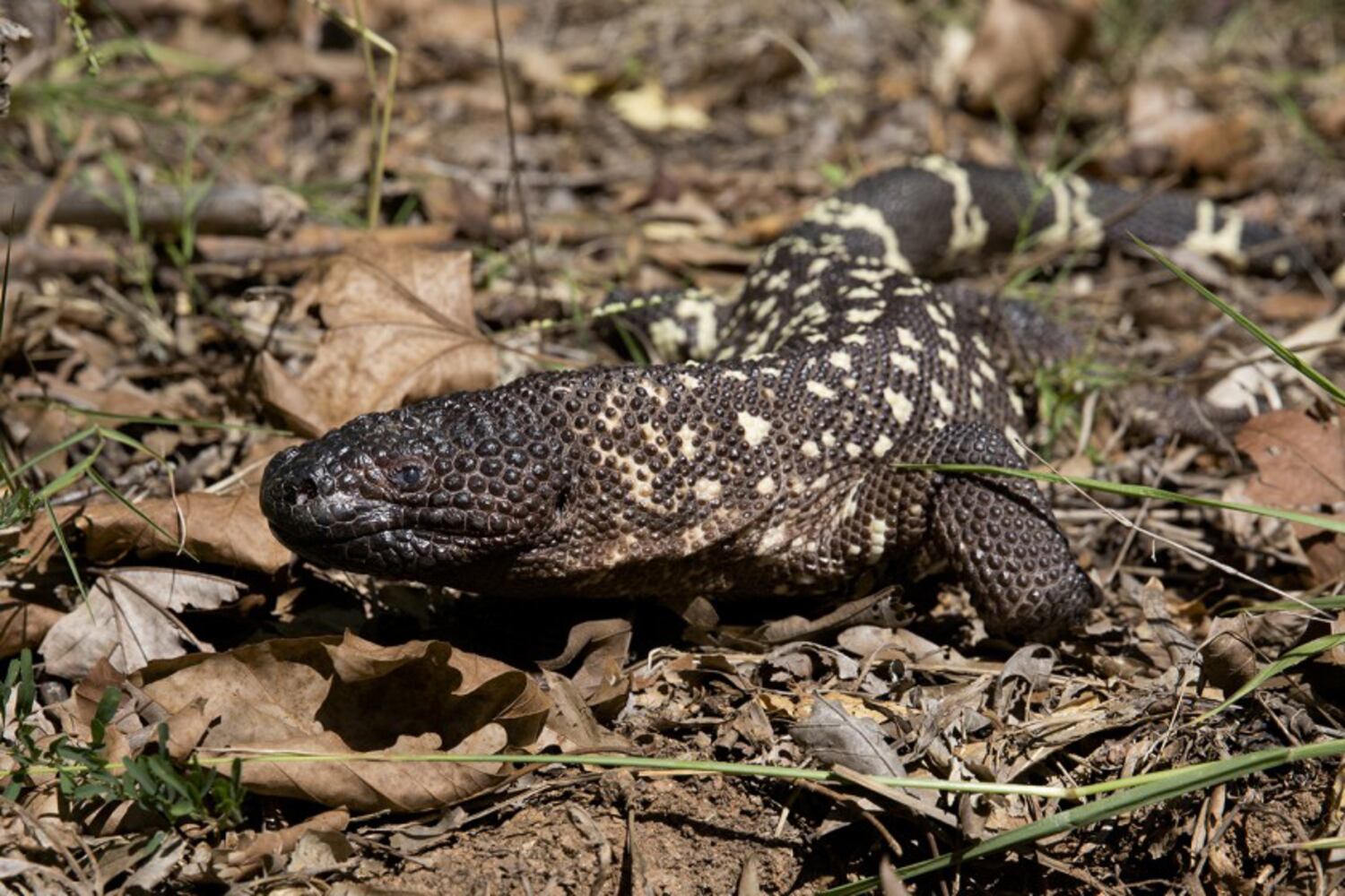 beaded lizard