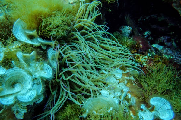 Anemone and peacock's tail are visible in the protected area of France's Port-Cros National Park ahead of the U.N. Ocean Conference, Saturday, June 7, 2025, (AP Photo/Annika Hammerschlag)