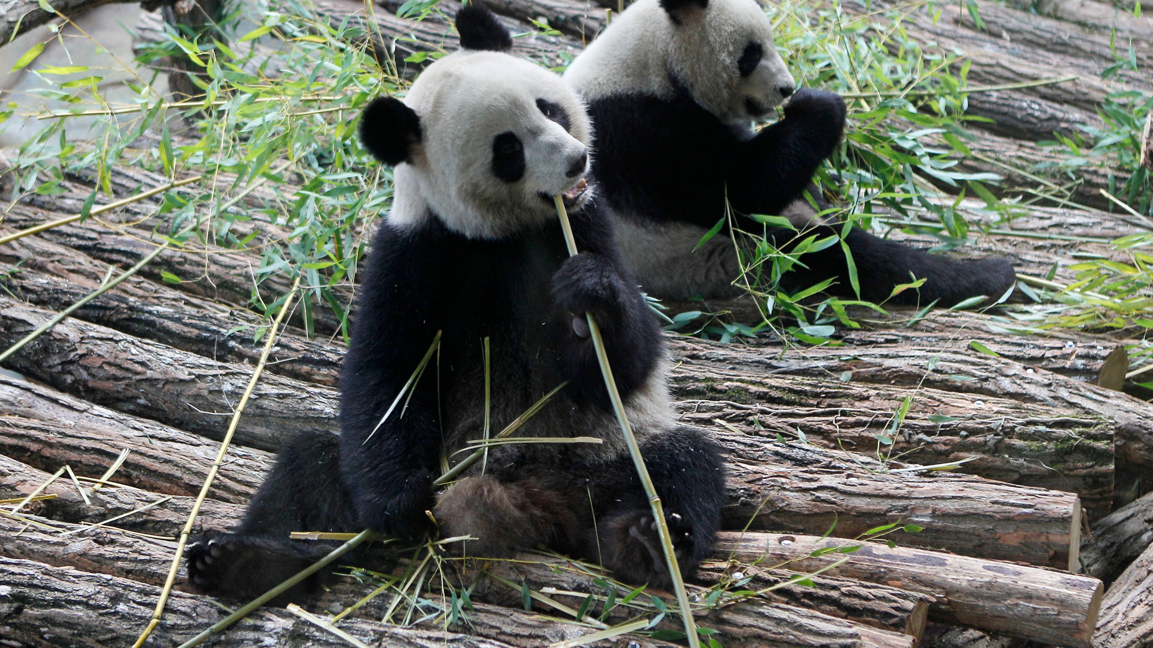 FILE - Viewed through a glass panel, male panda Yuan Zi, right, and female Panda Huan Huan, eat bamboo at the Zoo Parc de Beauval in Saint-Aignan, central France, on Tuesday, Jan. 17, 2012. (AP Photo/Michel Euler, File)