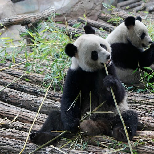 FILE - Viewed through a glass panel, male panda Yuan Zi, right, and female Panda Huan Huan, eat bamboo at the Zoo Parc de Beauval in Saint-Aignan, central France, on Tuesday, Jan. 17, 2012. (AP Photo/Michel Euler, File)