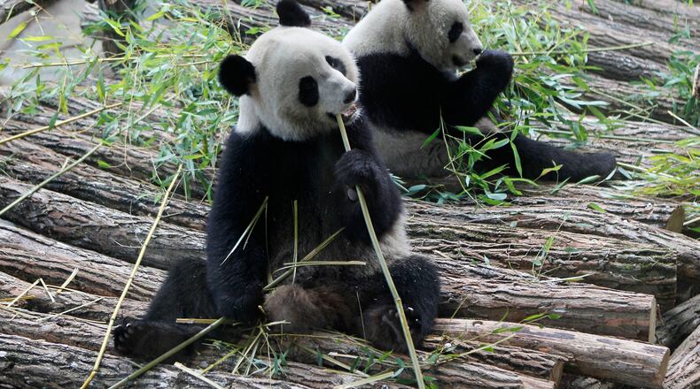 FILE - Viewed through a glass panel, male panda Yuan Zi, right, and female Panda Huan Huan, eat bamboo at the Zoo Parc de Beauval in Saint-Aignan, central France, on Tuesday, Jan. 17, 2012. (AP Photo/Michel Euler, File)