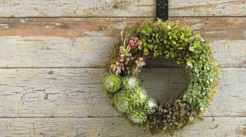 The Succulent Wreath includes five varieties of succulents arranged to highlight differences in texture, shape and color around a wire-mesh frame. The plants can last for several years with proper care and watering, the company says. $98 plus $10 surcharge. http://www.vivaterra.com