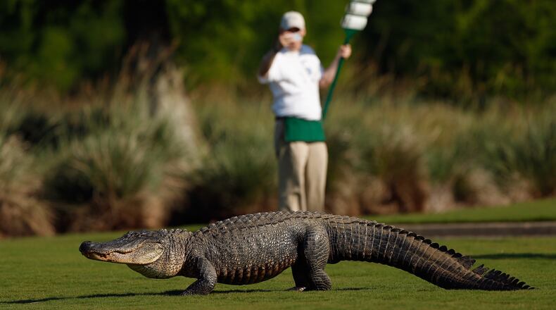 A giant alligator, like the one pictured here, only larger, sneaked up on golfers at a South Carolina golf tournament, then disappeared into a lagoon just as quickly.