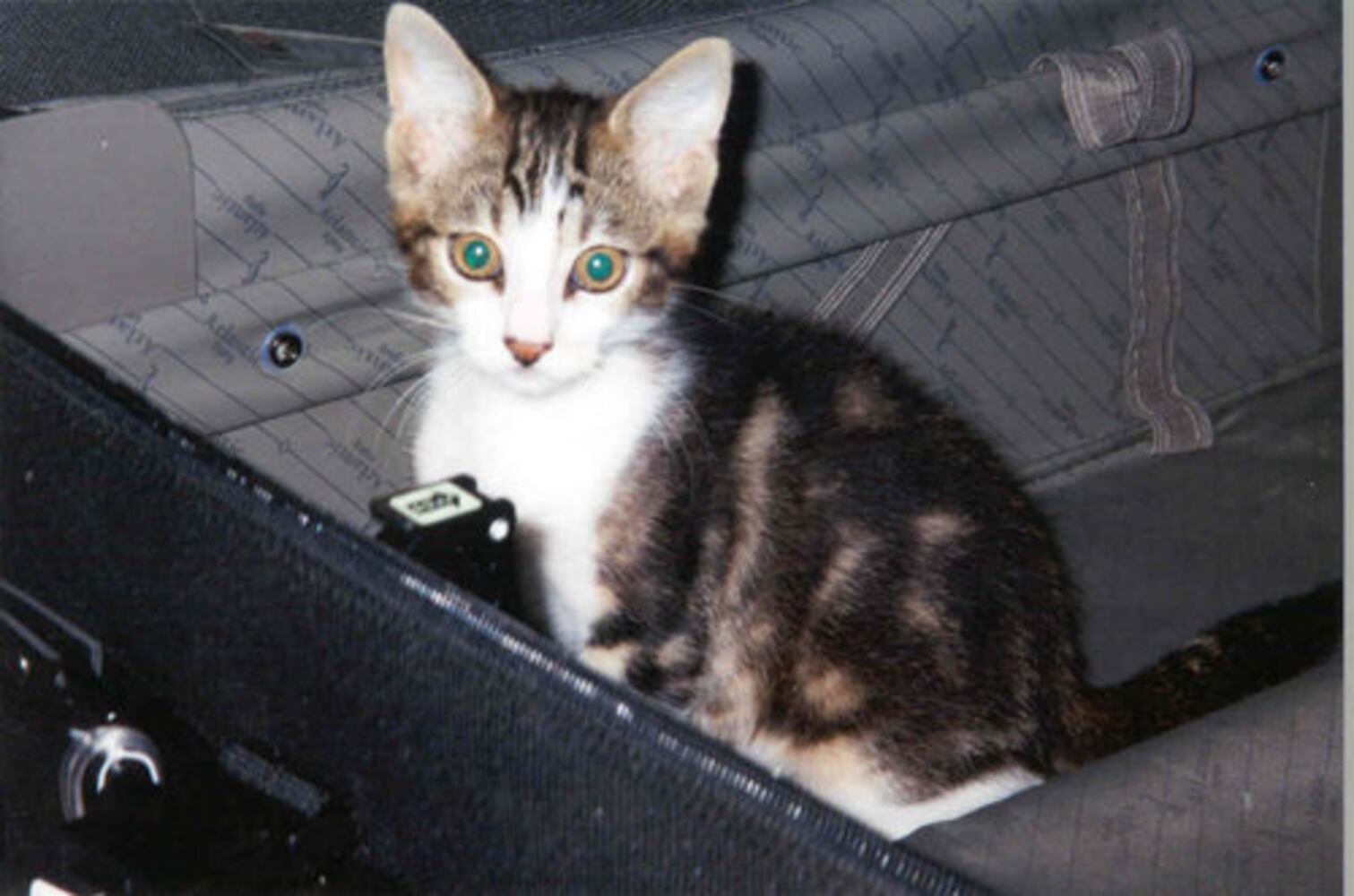 Cats Rule: Check out Sneaky Cats in Action
