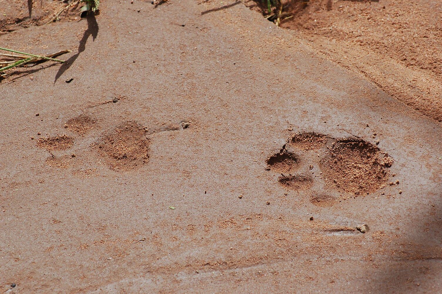 Can you identify these animal tracks?