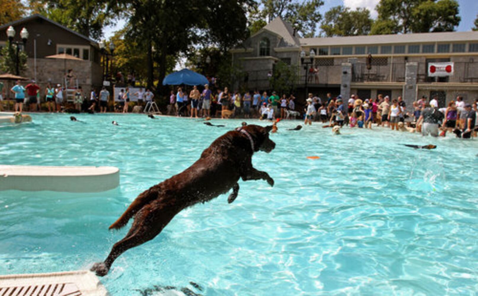 Atlanta's Splish Splash Doggie Bash