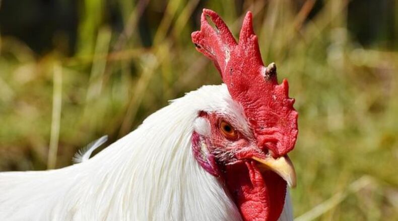 File photo. (Photo: Capri23auto/Pixabay)