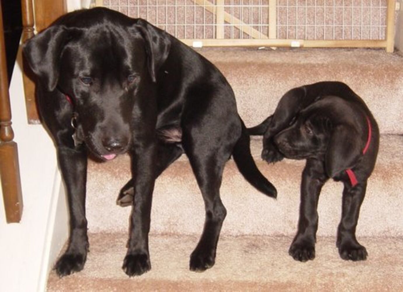 Atlanta's Top Dogs: Labrador Retrievers (IV)