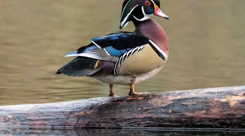 Paul Davis of Dunwoody submitted this picture of a Wood Duck he took in the fall at North Chagrin Reservation in Northern Ohio, very close to Cleveland. “I had been looking for a really good picture of this impressive bird for several months, and this one cooperated with a nice pose, ” he wrote.