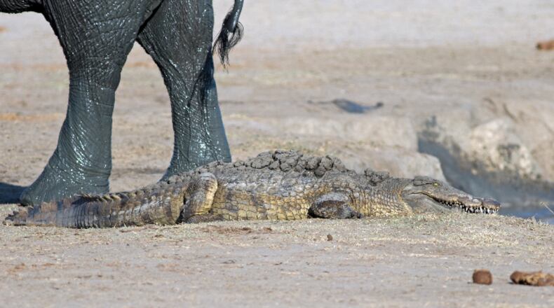 Elephant and crocodile