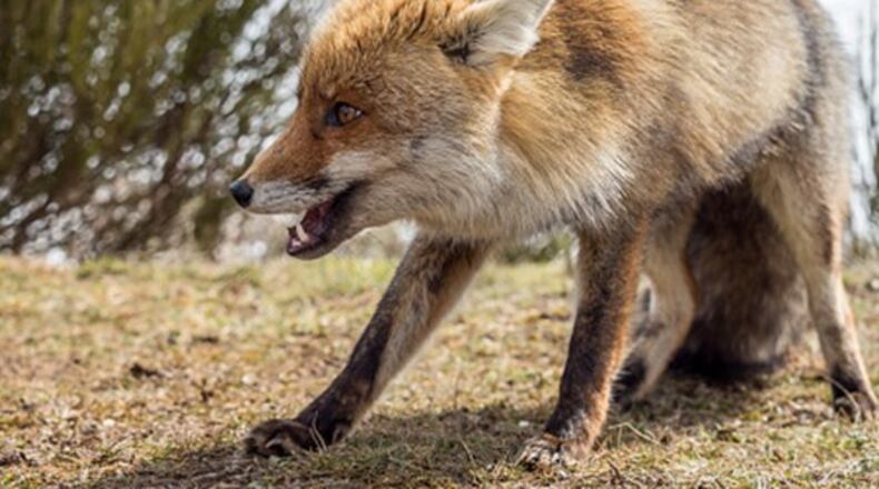 Seventh rabies case confirmed after woman bitten by rabid fox in Lawrenceville. AJC File