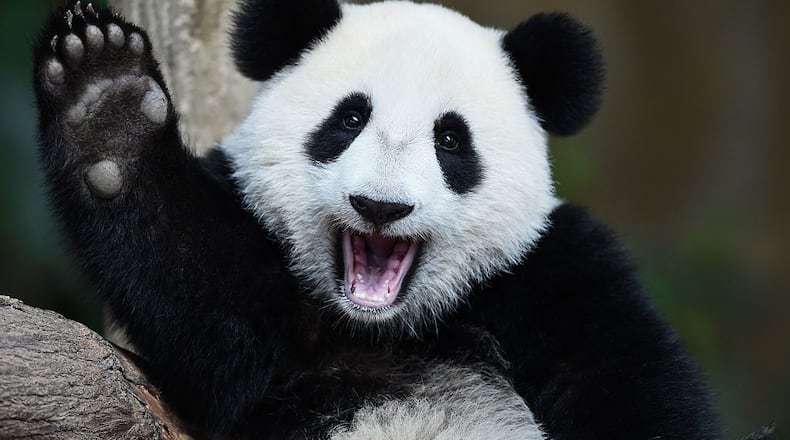 A panda in a zoo in China, like the one pictured above, didn’t feel like cooperating when a zoo visitor tried to get a selfie with the black and white bear. What happened next was caught on camera.