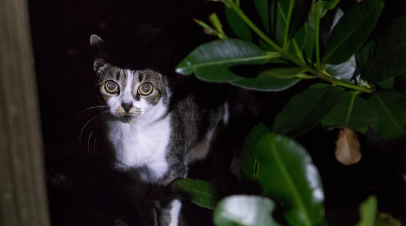 The group hopes residents will learn to trap the feral cats so they can be neutered. (Damon Higgins / Daily News)